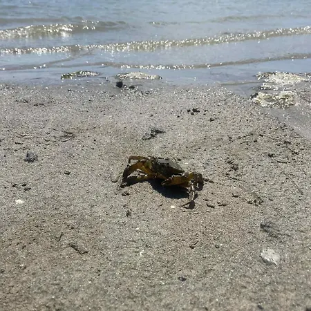 Grado Caravan, Lakokocsi 448 *